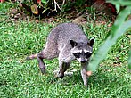 panama-wildlife-04.jpg