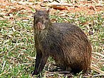 panama-wildlife-16.jpg